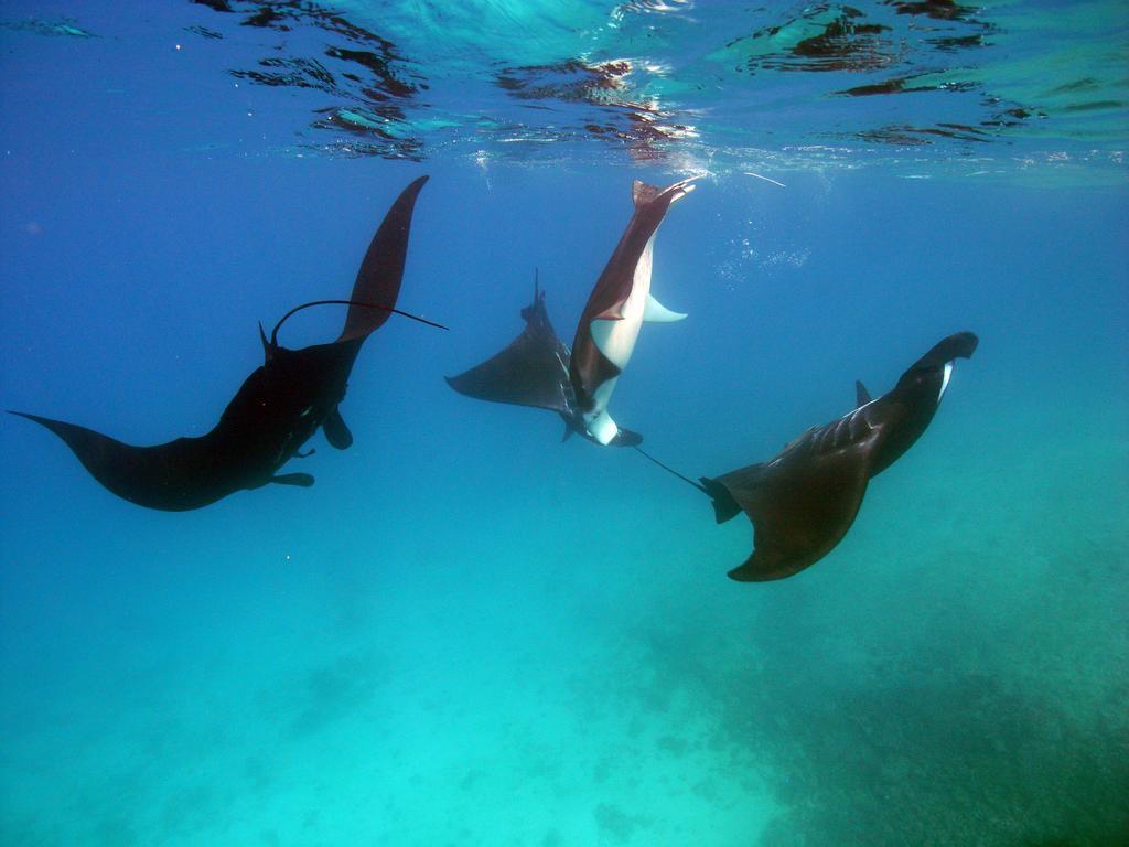 Barefoot Manta Island Resort Drawaqa Island Экстерьер фото
