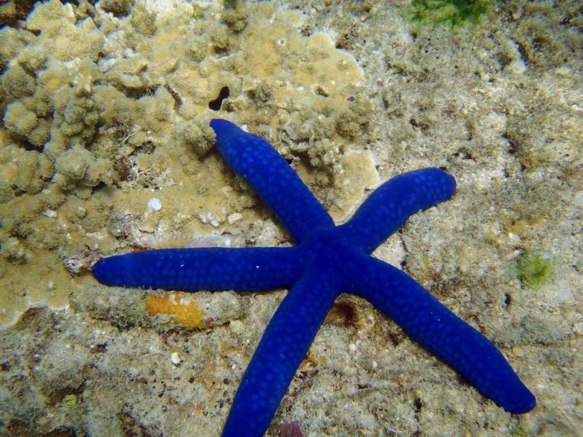 Barefoot Manta Island Resort Drawaqa Island Экстерьер фото